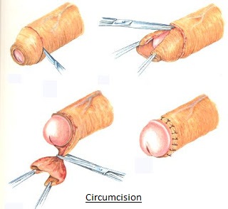 female human development sex education material female human development sex education material